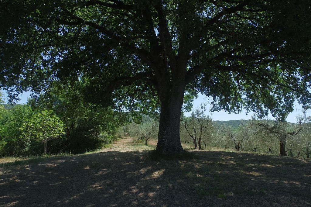 Borgo Buciardella Villa Baschi Dış mekan fotoğraf